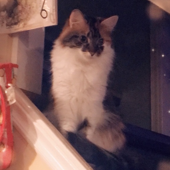 Meet your Posher, Ashley - Picture 1 of 1